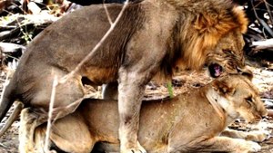 NG | Hayvanların Cinsel Yaşamı: Zorlu Satış