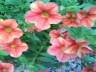 North York Real Estate - Nipigon Ave