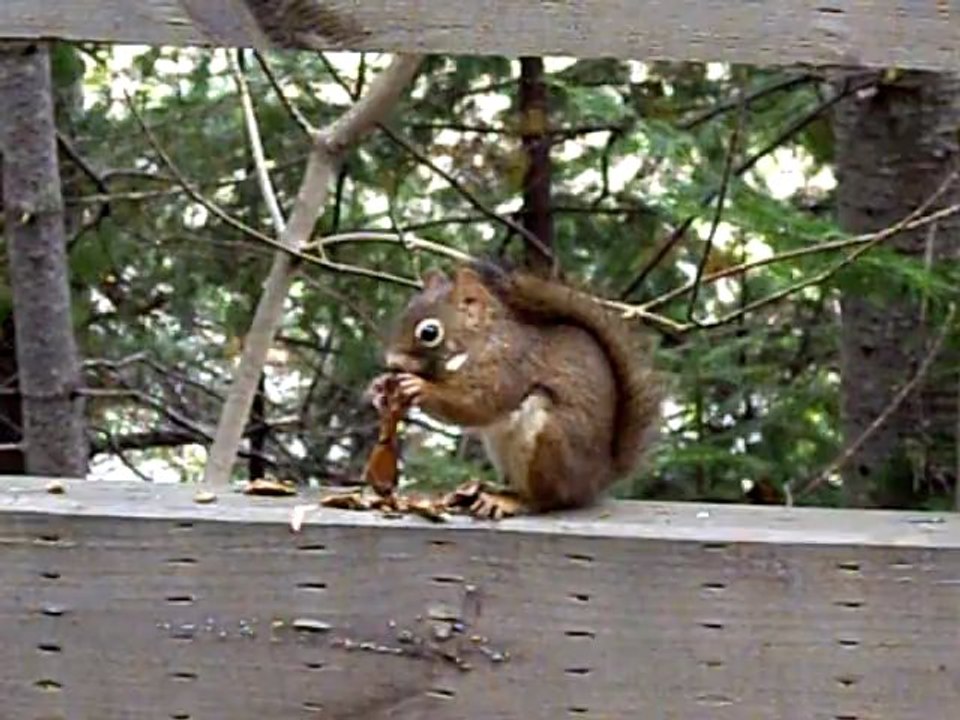 Casse-croûte d'écureuil