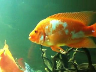 İSKENDER TÜRK-UŞAK  1050 LİTRE AMERİKAN TANKIM