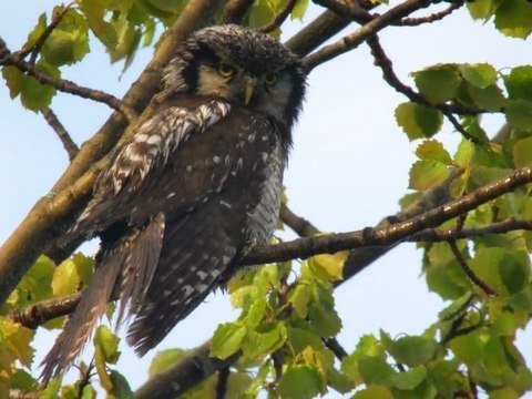 Дикая природа Скандинавии. Норвегия