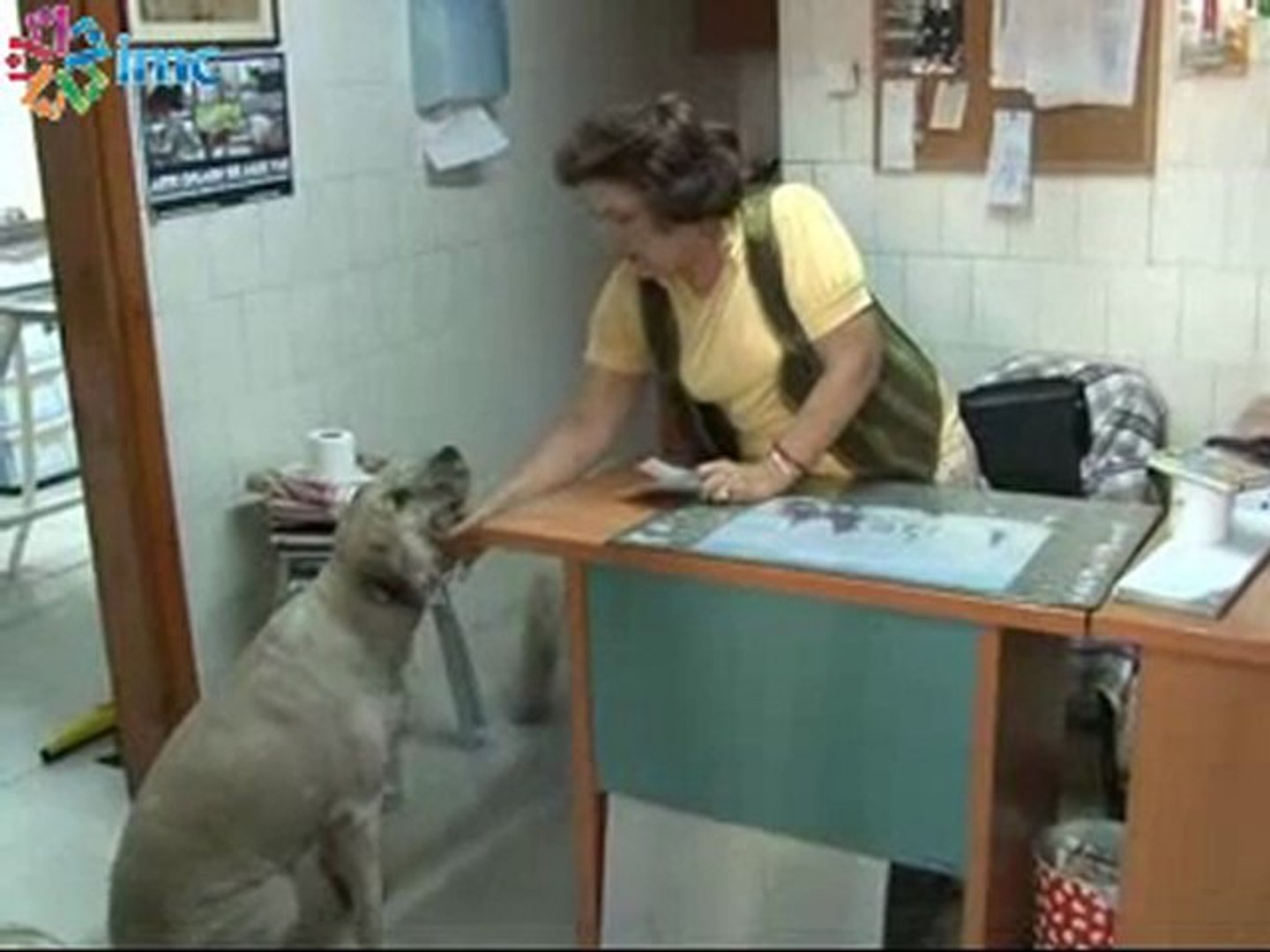 Beşiktaş hayvan barınağı yetkilileriyle röportaj - Dailymotion Video