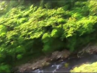 LES PREDATEURS DE LA FORET TROPICALE