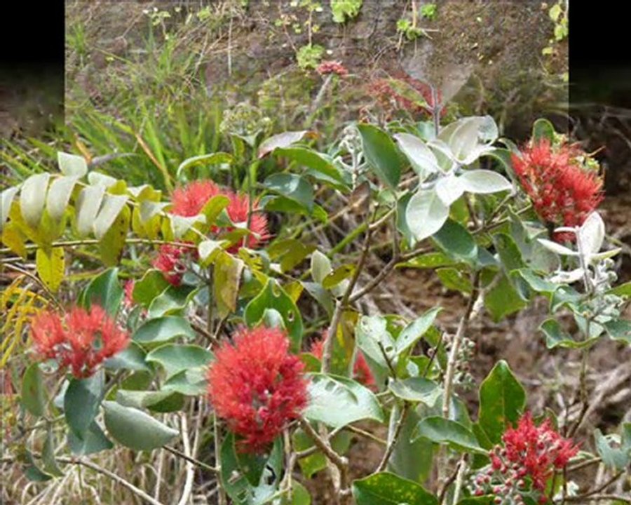 Puunui