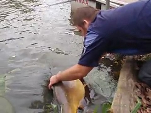 Remise à l'eau carpe