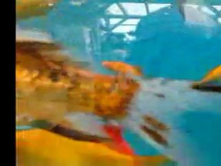 ***JARDINET CLOS **JOMUSIC /  EAGLES