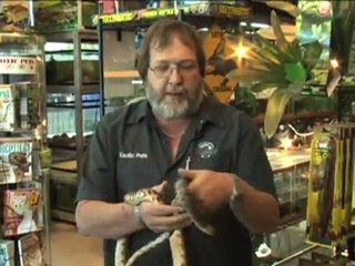 Exotic and Unusual Pets - Red Bull Snake