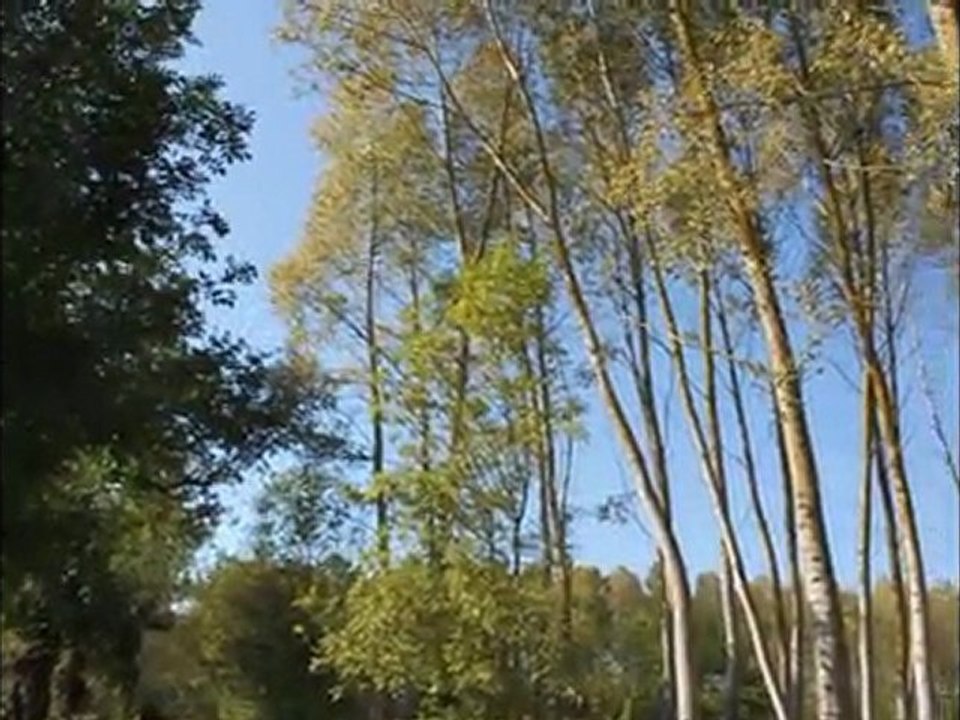 Symphonie d'automne dans le Marais poitevin