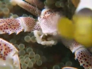 Documentaire France 5: Poisson Clown