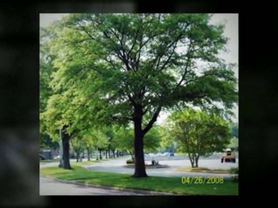 Tree Care Inc (763) 200-8350