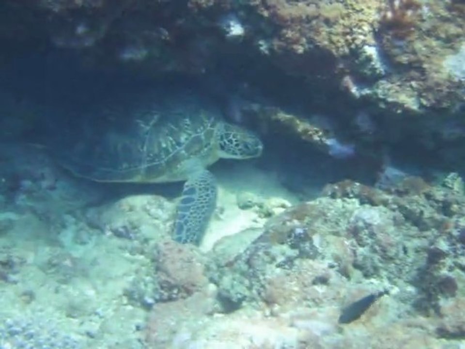 tortue la reunion