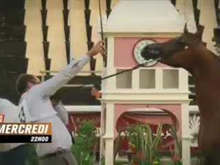 PRINCE DU DESERT : UNE BEAUTE PARFAITE - Equidia