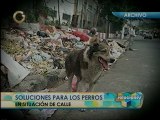 Soluciones: matanza de perros callejeros