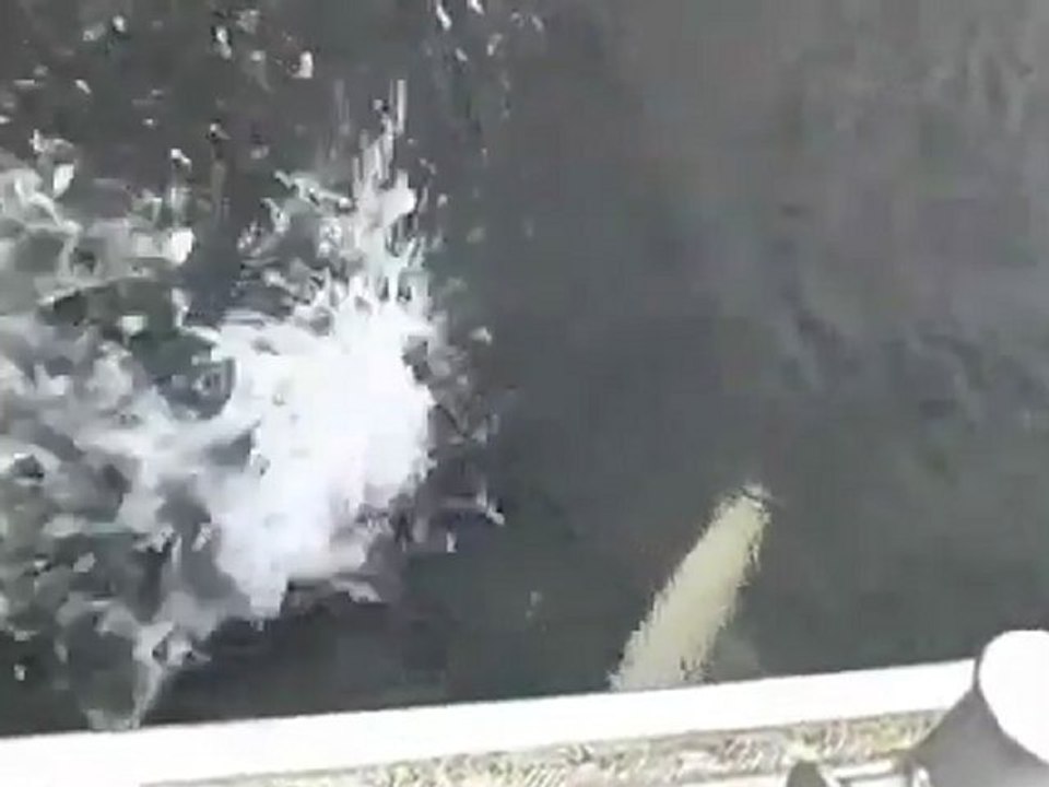 Ein Orca