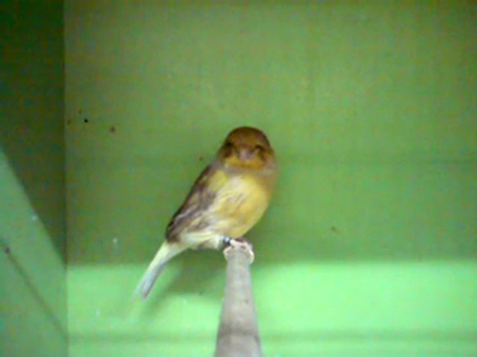 Tümay AŞÇIOĞLU 2011 Gloster Yavrularından