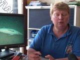 Marseille: trois dauphins morts et lestés découverts sous l'eau