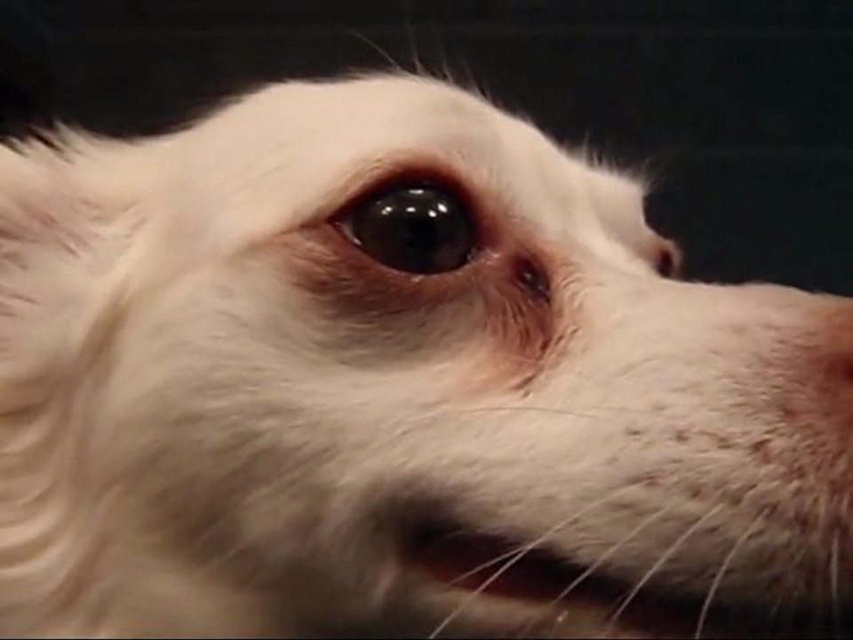 Alien Dog