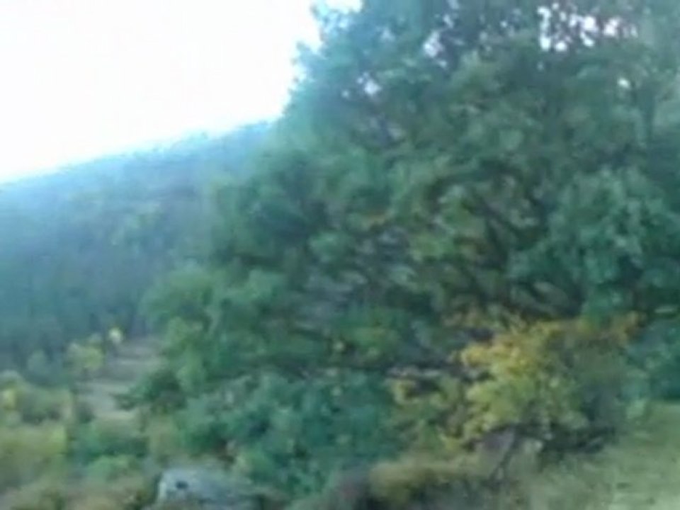 les brames des cerfs