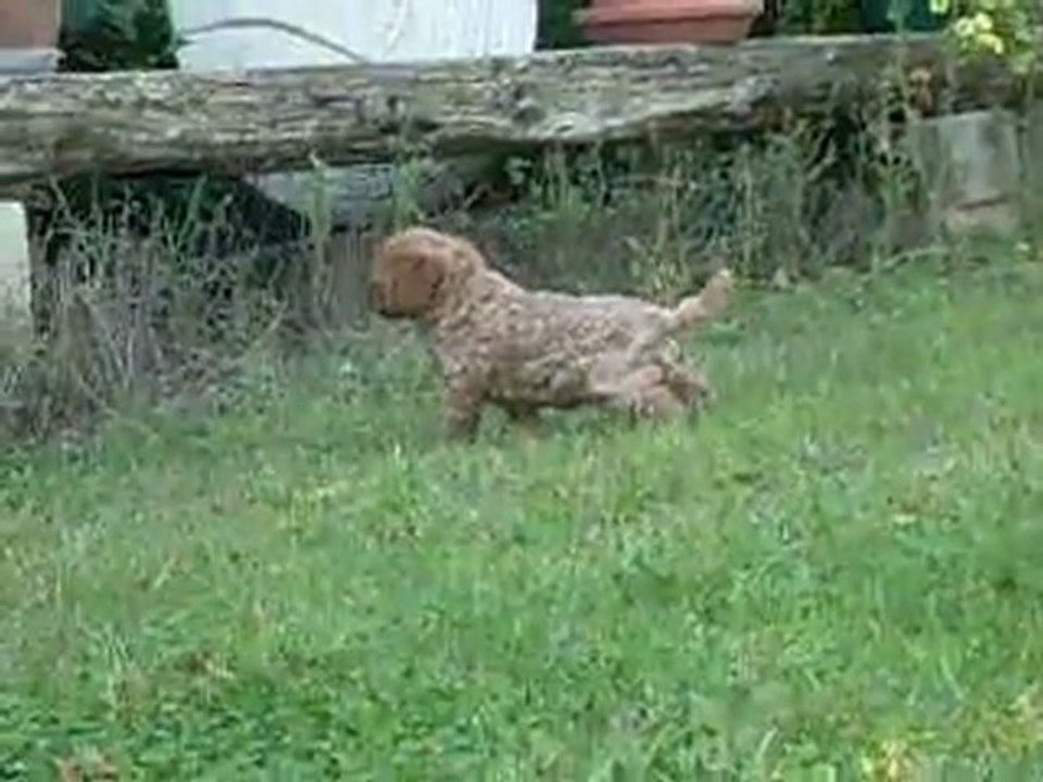 gin fizz  5 semaines dans le jardin