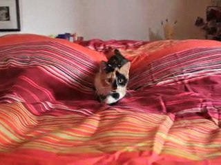 Olga fait nimp sur le lit 5 oct 2011