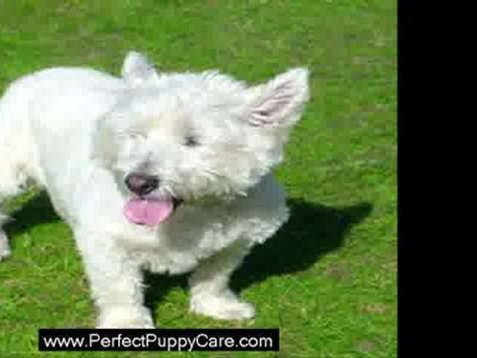 Online Training for Popular Puppy Breeds