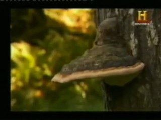 Hongos: Relaciones simbioticas