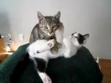 Komik Videolar - Masaj Yapan Kedi