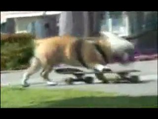 Komik Hayvan Videoları