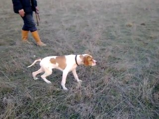 pointer ferma