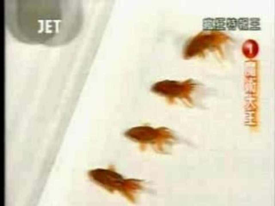 Fish Behaviour