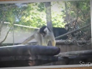 Les Singes Du Zoo D'Amnéville