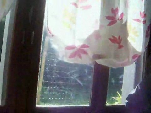 Départ Gandhi à 70 jours, 2011-10-07 (CHEYENNE de SAINT QUINIS X UCELLO du DOLON / Portée des G 2011)