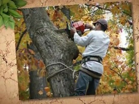 Tree Service, Germantown, TN (901) 674-8010