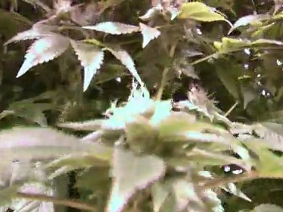 BC Medi Grow part 2 720 HD