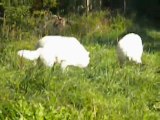 Saint-croix Partie 1 Les Loups Blancs