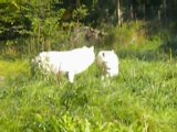 Saint-croix Parti 5 Les Loups Blancs