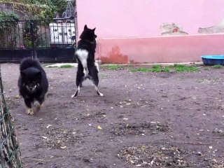 07 octobre 2011 Chiots Lapinkoira de Daana et Mettänpeikko