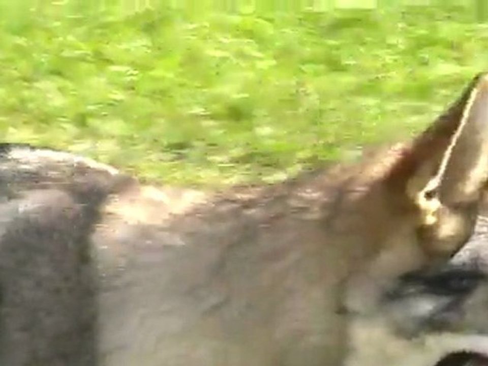 Meute dans l'enclos 9