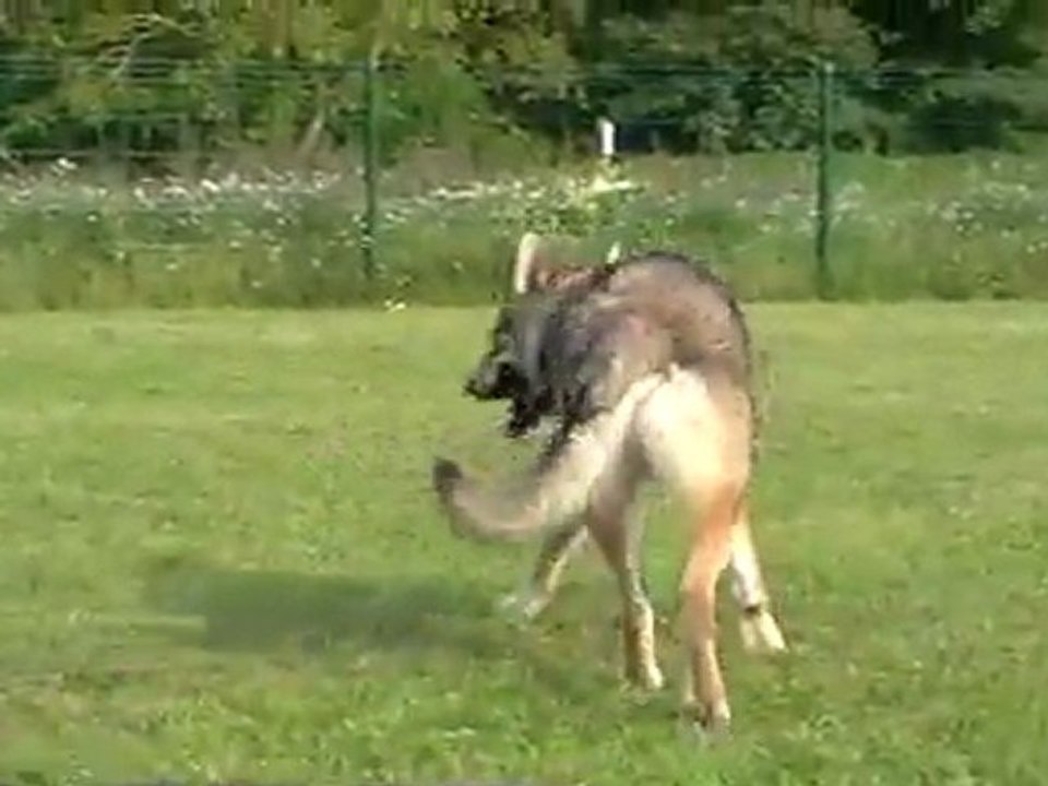 Meute dans l'enclos 8