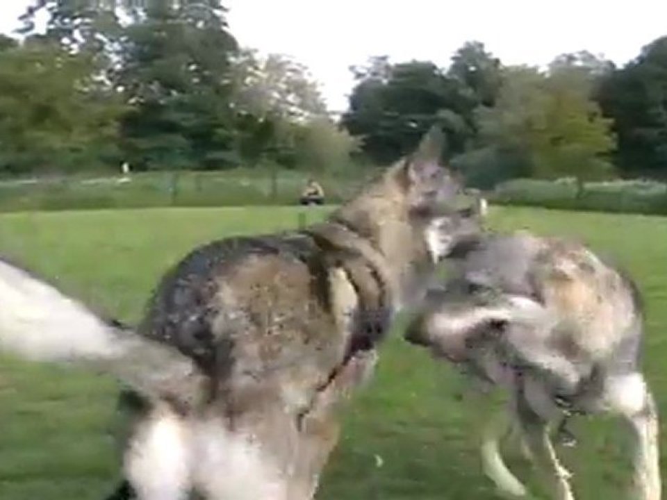 Meute dans l'enclos 7