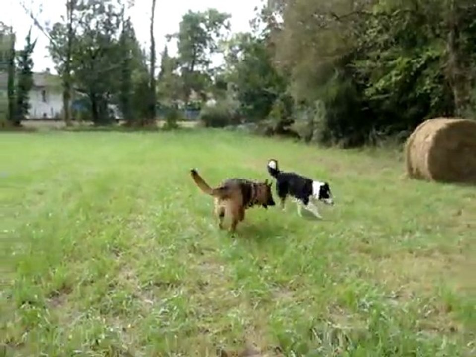 Cachou botte de foin