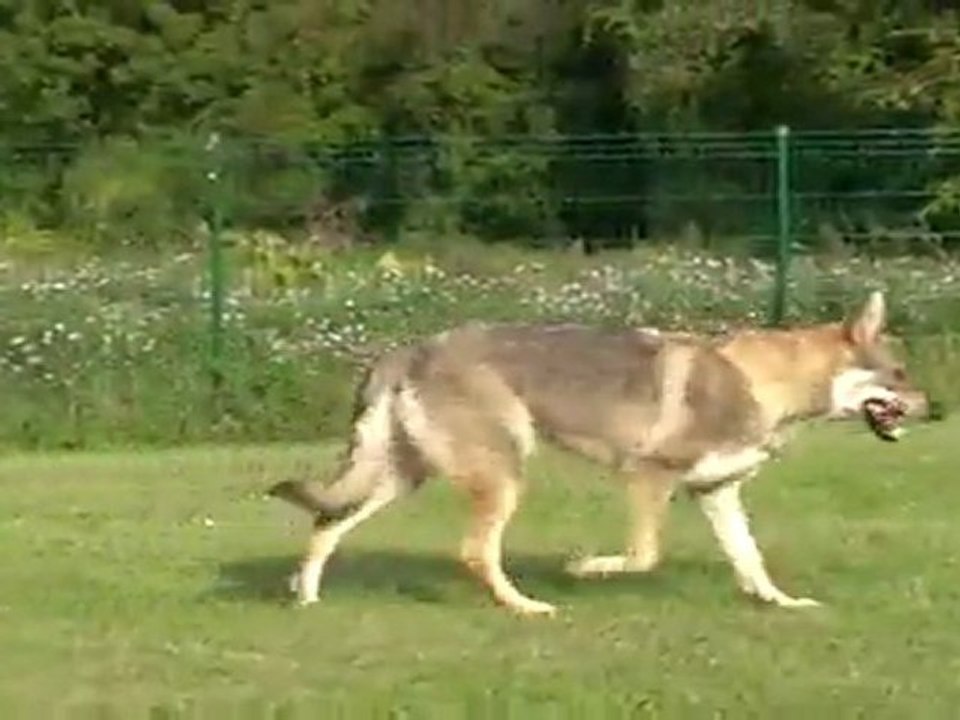 Meute dans l'enclos 5