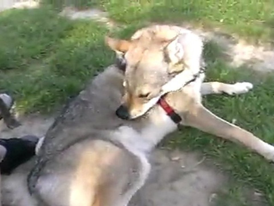 Meute dans l'enclos 3