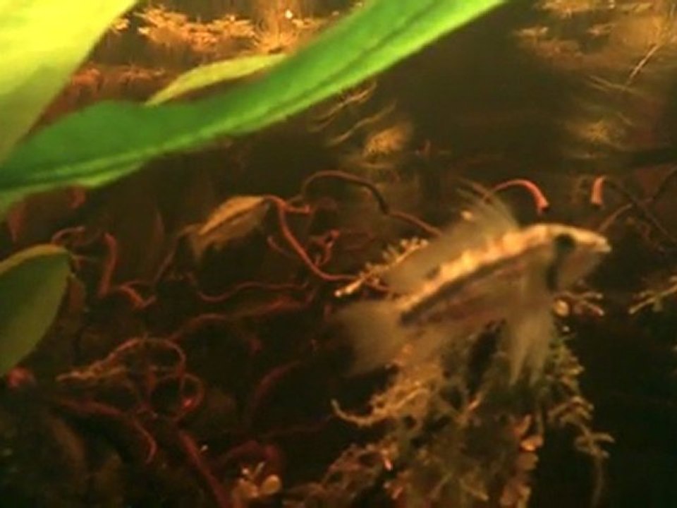 apistogramma cacatuoides sauvage