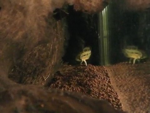 Apistogramma Hongsloi et alevins