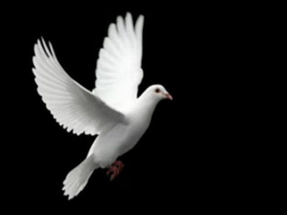 SUAVİ  ...  MAVİ  KANATLI  UÇURTMA  ...