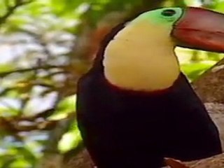Un perezoso nos invitará a visitar Costa Rica