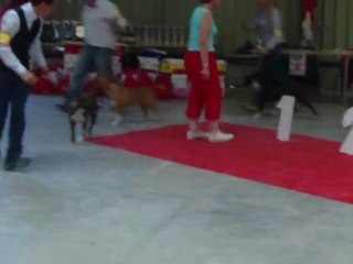 Hilary z cekynskeho dvora RE Avignon