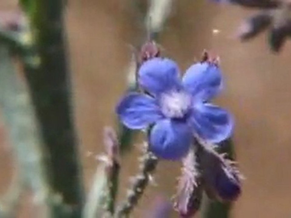 Deir Yassin Remembered