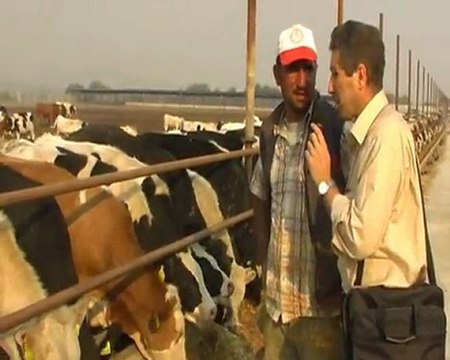 kurbanlık-hayvan-satışı-kesimi-küçükbaş-büyükbaş-mutlular-gönen-istanbul-çatalca-türkiyemtv-keşiftv